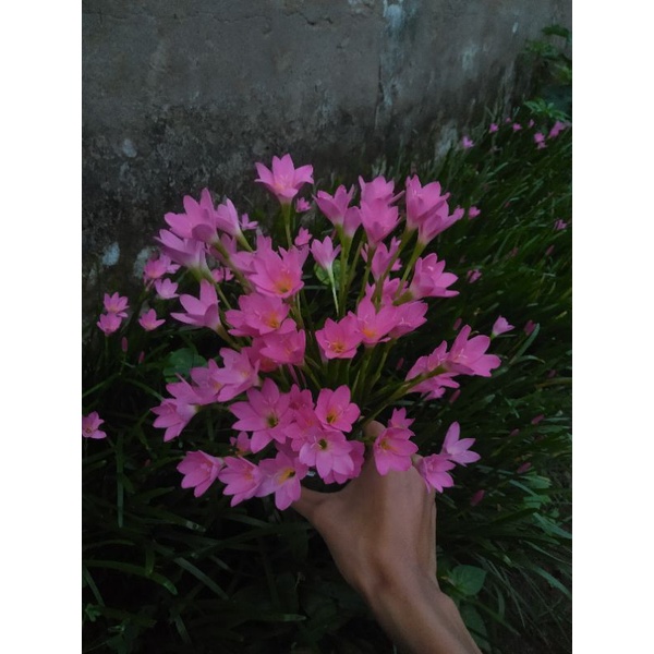 Chậu hoa huệ mưa