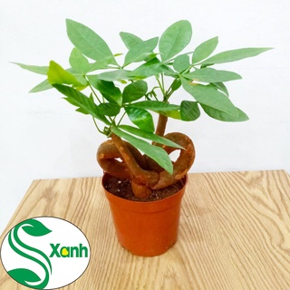 kim ngân bonsai hình trái tim xinh