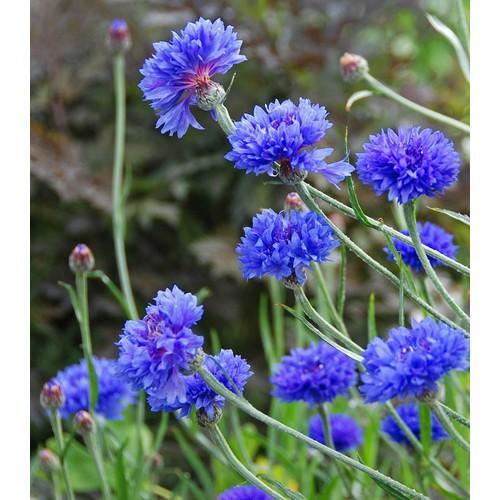 Hạt Giống Hoa Trúc Mai Xanh Blue 70cm - SL: 50 HẠT