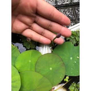 Củ sen giống MiNi Nhật siêu nụ