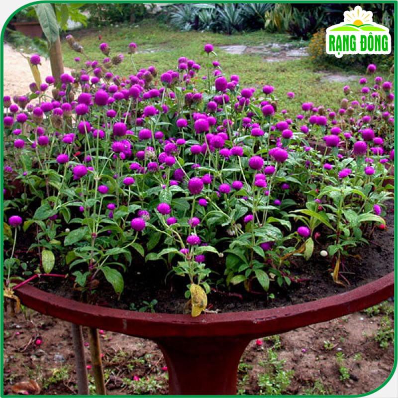 Hạt giống Hoa Cúc Bách Nhật Tím trồng quanh năm, hoa ra liên tục - Hạt giống Rạng Đông