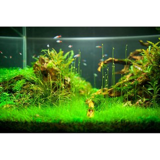 cỏ giấy lá nước ( cỏ nền tiền cảnh)  ( 1 tấc 10x6cm 200k)