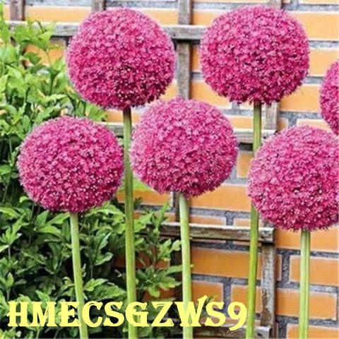 Hạt giống Hành lá Ezo siêu giống, bí danh hành hoa lớn, tỷ lệ nảy mầm cực cao lên đến 90%, dễ trồng bốn mùa 200h