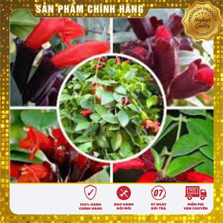 Hạt Giống Hoa Son Môi Đỏ -50 hạt Lucky seeds