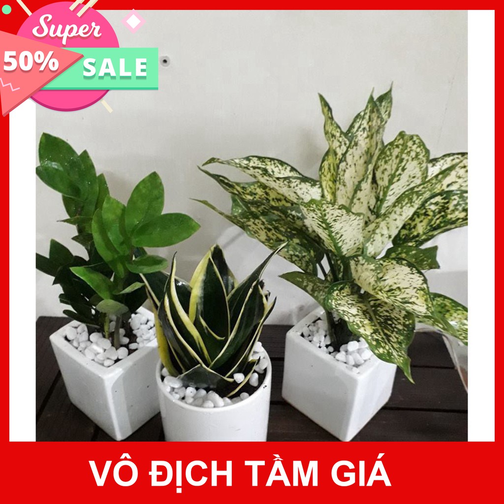 (Siêu Giàm Gía) Combo lưỡi hổ kim tiền ngọc ngân