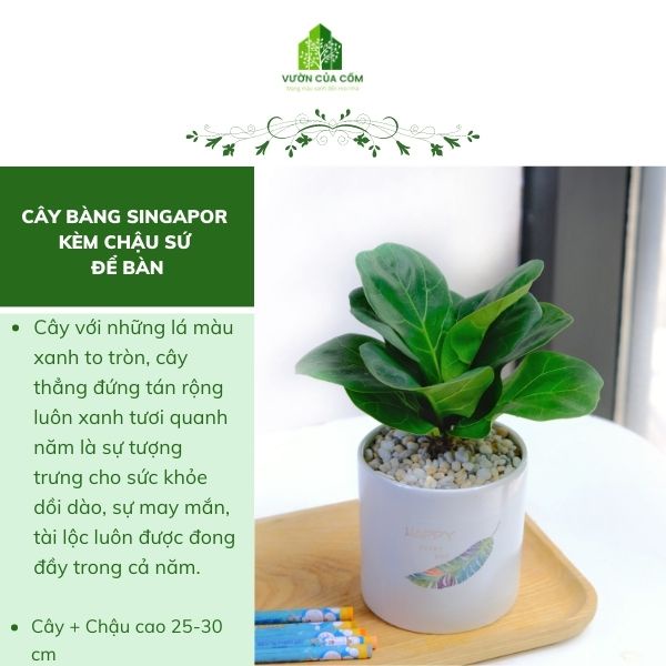 Cây Bàng Singapor để bàn kèm chậu sứ trắng  cây phong thủy mang lại tài lộc cho gia chủ . Cây + chậu KT cao 20 cm