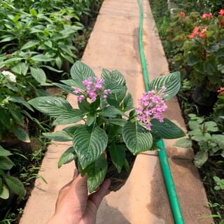 Hoa Diễm Châu Đang Nụ Và Hoa[ CÂY NHƯ HÌNH]