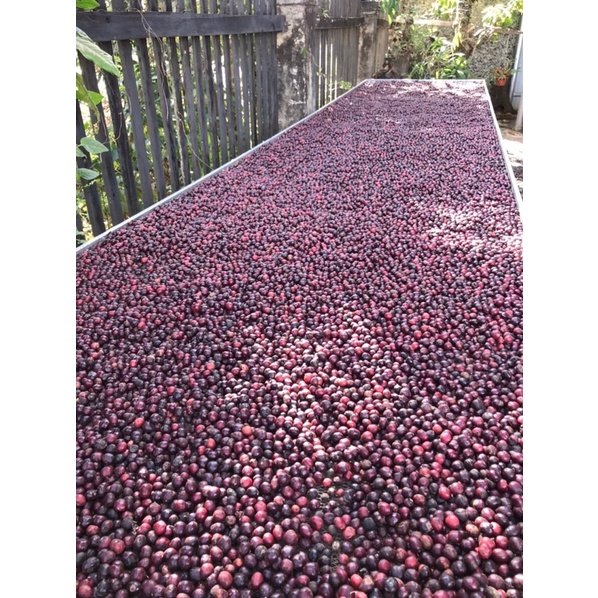 (Cà phê chất lượng cao) 1kg cà phê robusta cao cấp ủ lên men trái chín chín 100%_ Sơ chế và rang ttaij nông trại Bá Lộc | BigBuy360 - bigbuy360.vn
