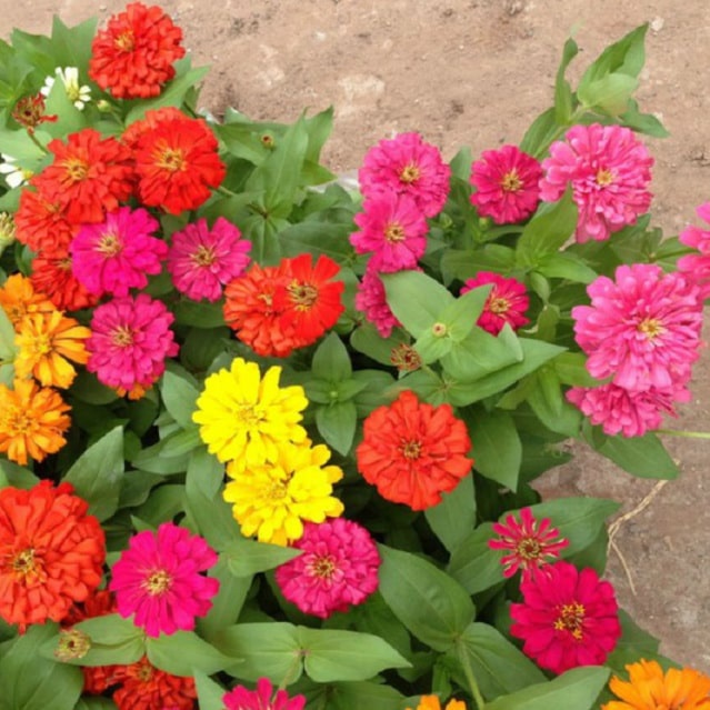 HẠT GIỐNG HOA CÚC LÁ NHÁM Hạt Zinnia Tinh tế Màu sắc sắc nét tươi sáng đẹp mắt