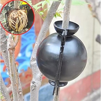 Sỉ bầu chiết cành 4cm 6cm 10cm 12cm