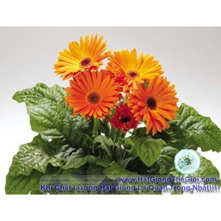 1GR 330.HẠT Hạt Giống Hoa Đồng Tiền Mix (| -KD: B35*V62)