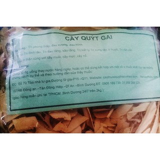 1kg Cây Quýt Gai khô trị suy thận