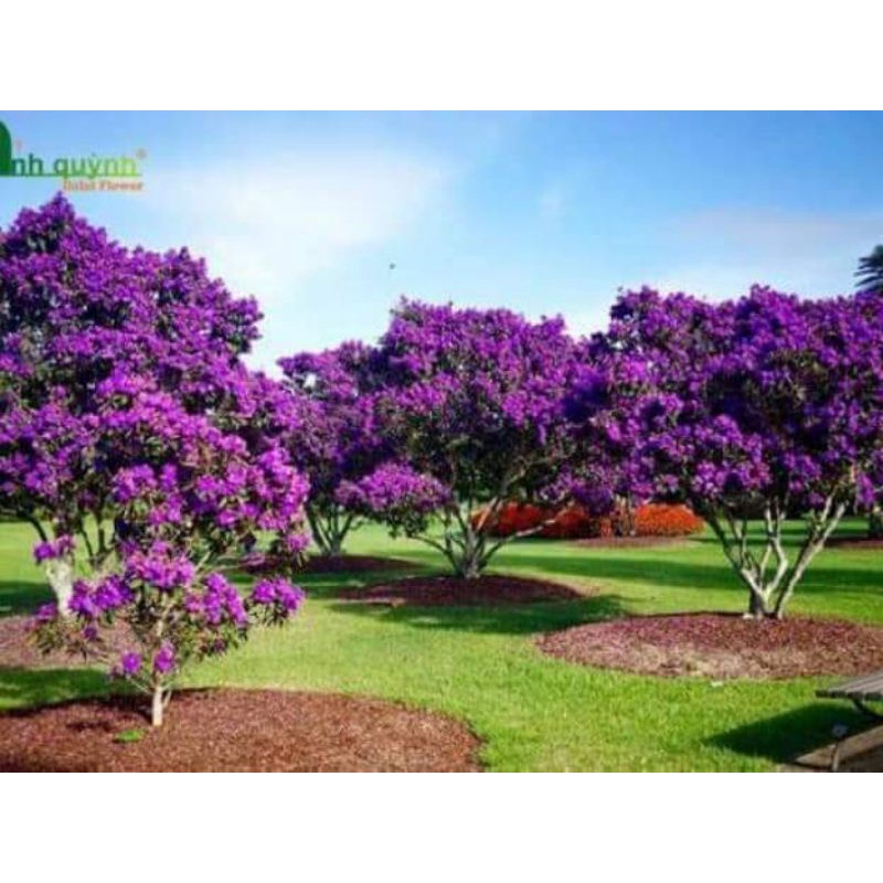 Cây giống sim thái ,mua thái hoa quanh năm