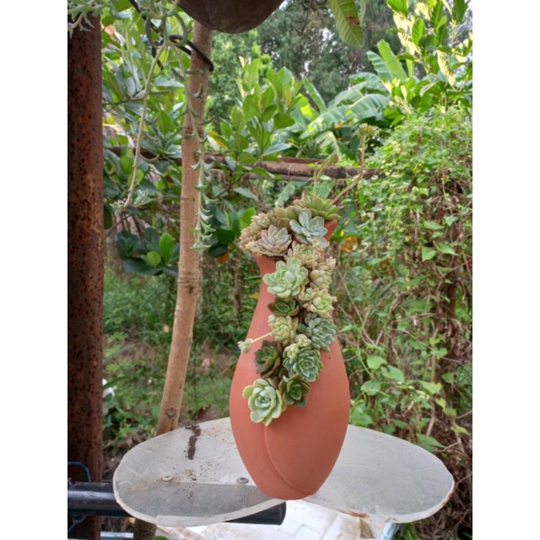 Chậu đất nung - chậu bình hoa xẻ thân