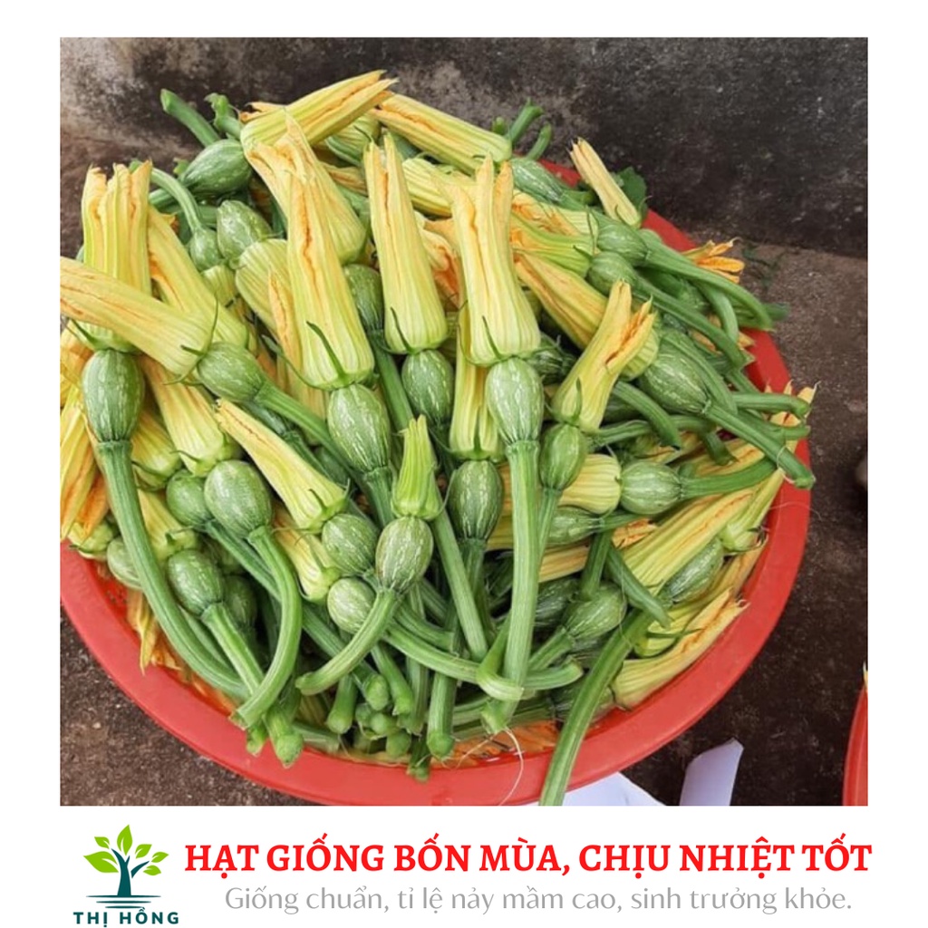 Hạt giống bí siêu nụ