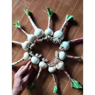 Củ trinh nữ hoàng cung combo 10 củ
