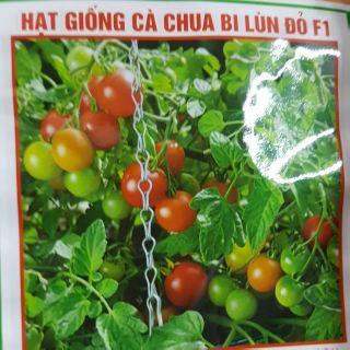 Hạt giống cà chua bi lùn