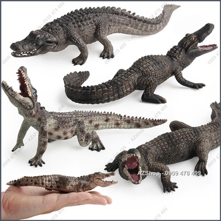 Mô Hình Cá Sấu Nước Ngọt – Nước Mặn - 7679a