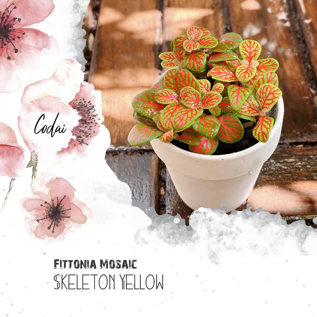 Cây Fittonia Mosaic Skeleton Yellow – Cây Cẩm Nhung Mosaic Skeleton Yellow, Lá May Mắn Mosaic Skeleton Yellow