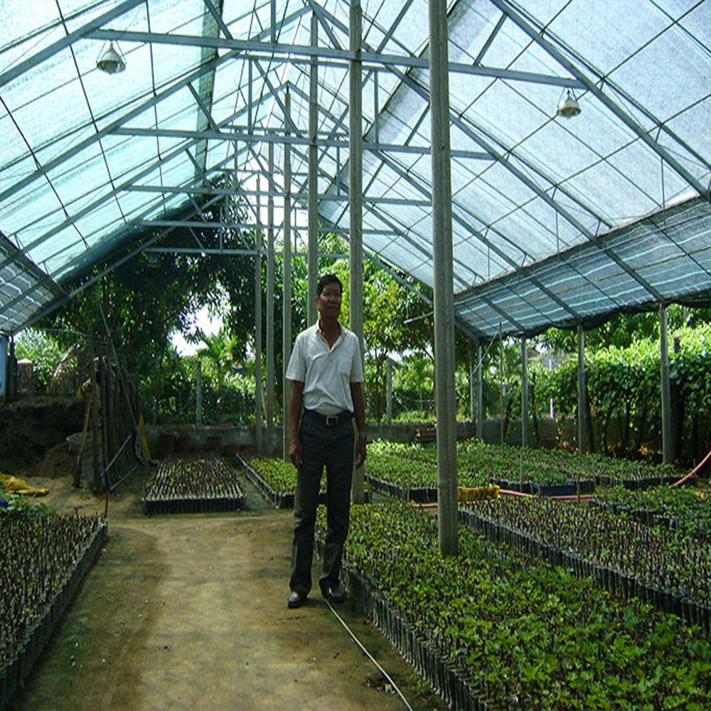 Cây Nho Giống Đỏ Red Cardinal Trái To