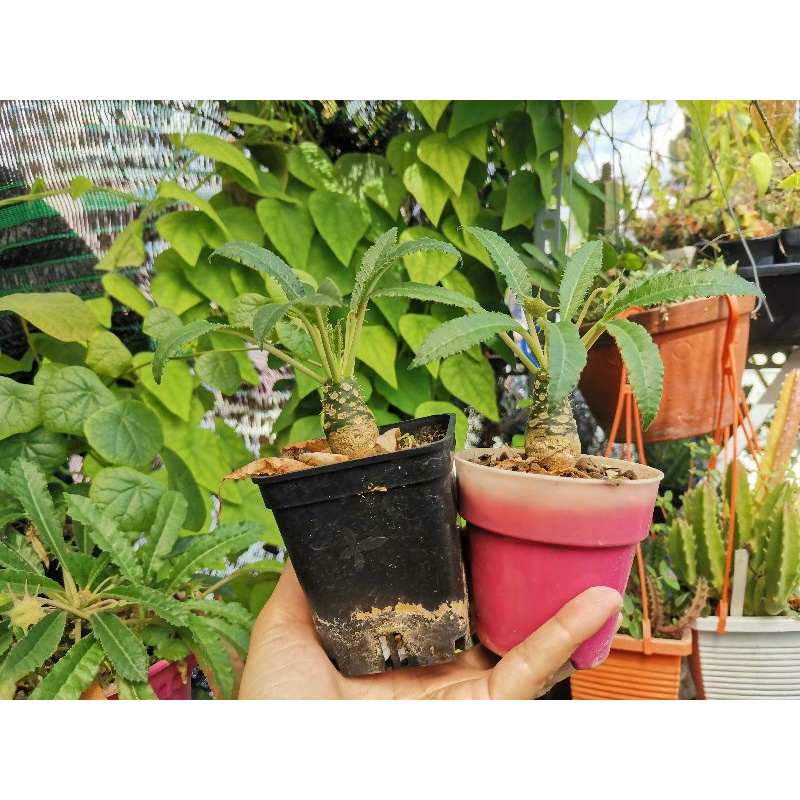 Mặt Trời lá dài Dorstenia foetida hybrid