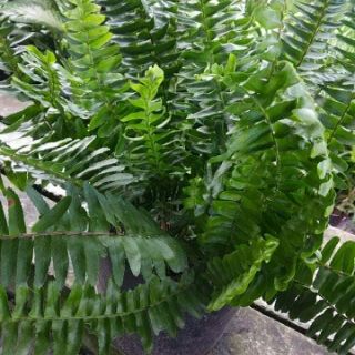 Cây Dương Xỉ .đủ loại(tặng kèm phân bón)