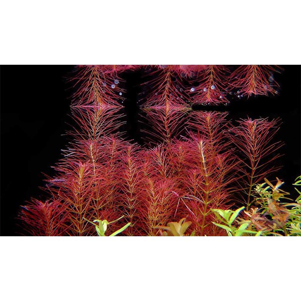 Cây Thủy Sinh Rotala Wallichii - 40k/15ngọn