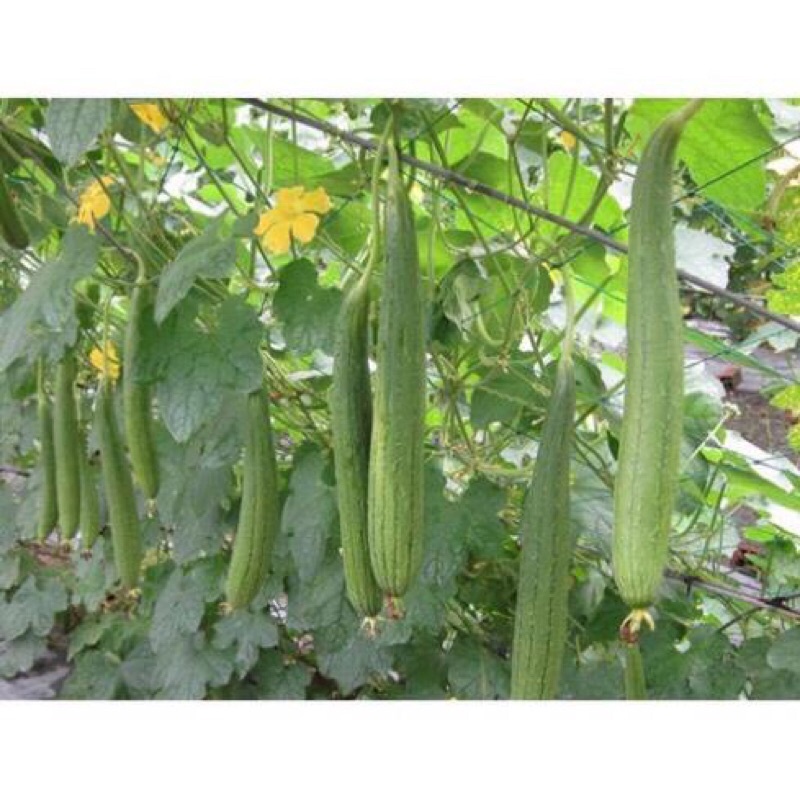 Giảm giá- Hạt Giống Mướp Hương Cao Sản F1, Siêu Sai Quả,sẵn kho