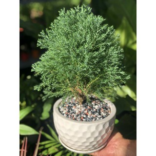 Cây Tùng Bồng Lai ( bao gồm chậu )