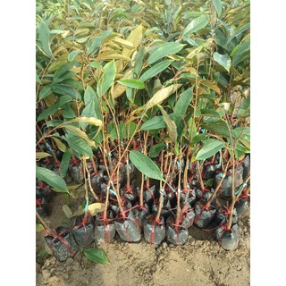 cây sầu riêng RI6 giống