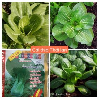 CẢI THÌA THÁI LAN