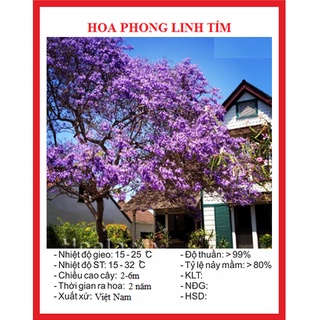 Hạt giống cây hoa phong linh tím kns3100 - gói 5 hạt