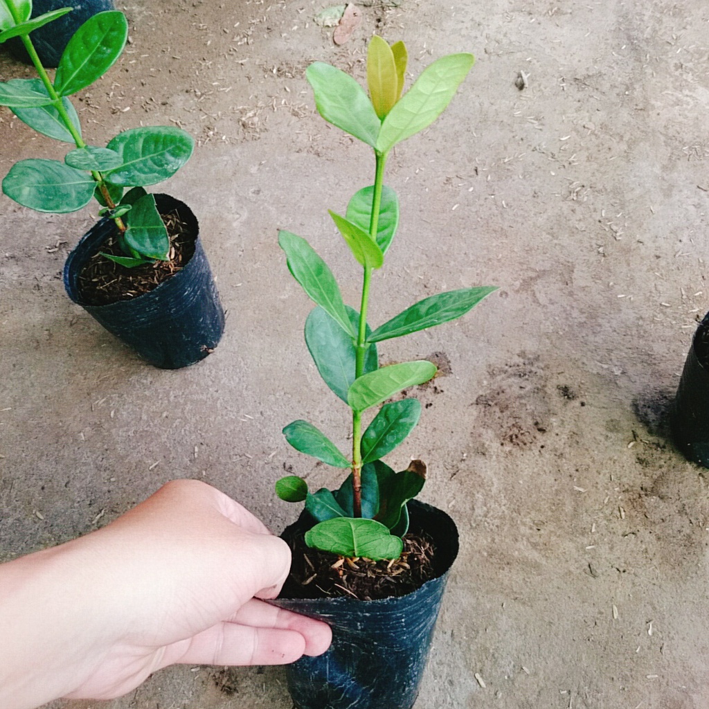 Cây Trang Phụng Hoàng Kim - cây cảnh để bàn