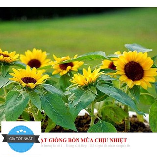 Hạt Giống Hoa Hướng Dương Lùn ( 30 hạt) ĐẾN MÙA TRỒNG TẾT