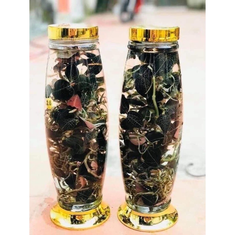 LAN KIM TUYẾN HÀNG TRỒNG 100GR