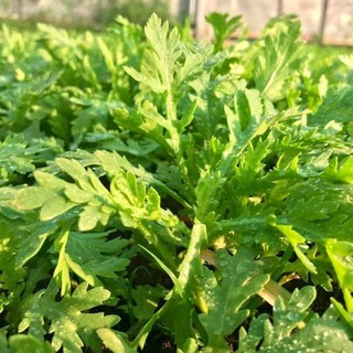 20gram HẠT GIỐNG RAU TẦN Ô