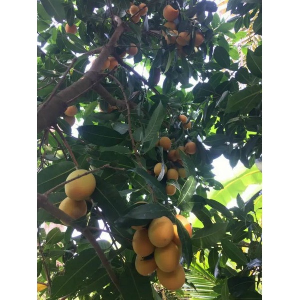 Cây giống Thanh Trà Ngọt TháiLan cao 70-80cm chiết cành.