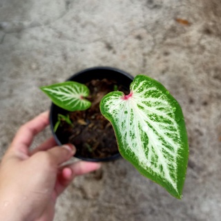Chậu cây môn màu gingerland caladium- ship toàn quốc