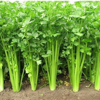 Hạt Giống Rau Cần 10g