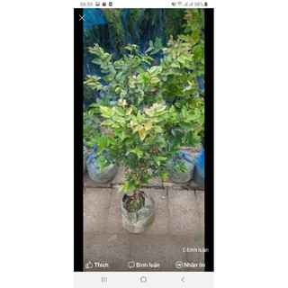 Cây giống nho thân gỗ tứ quý