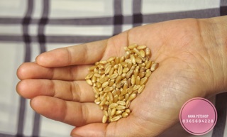 HẠT CỎ LÚA MÌ CHO MÈO 50G