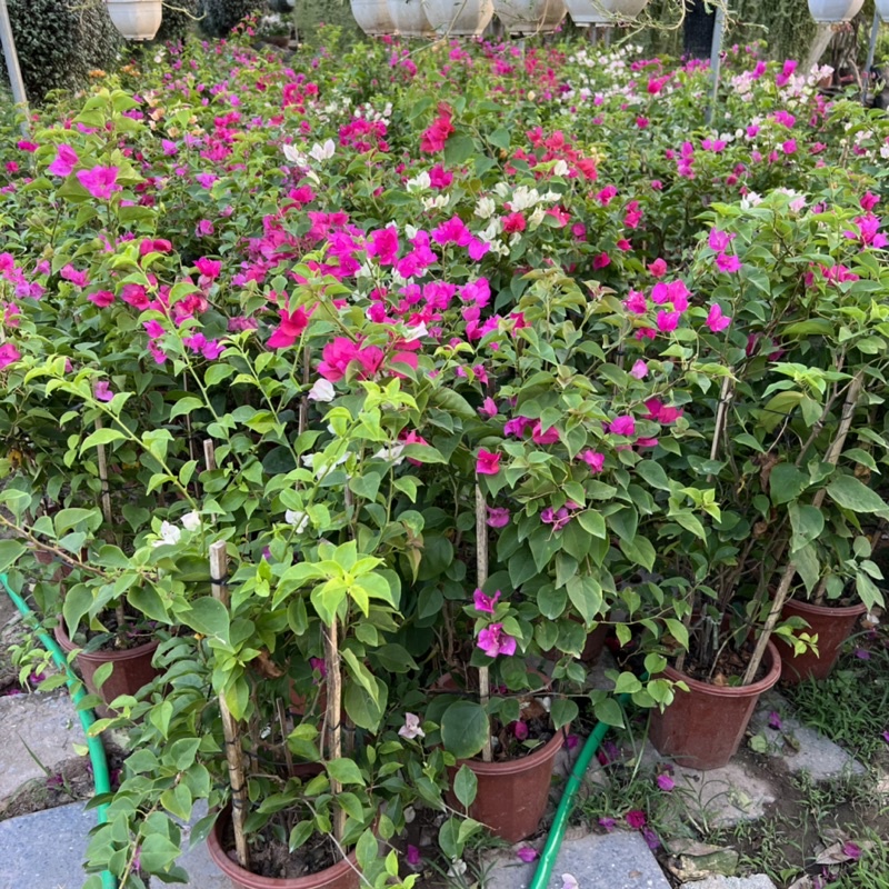 Cây hoa giấy leo giàn cao 60-70cm tạo bóng mát nở hoa rực rỡ, trang trí sân vườn và ban công