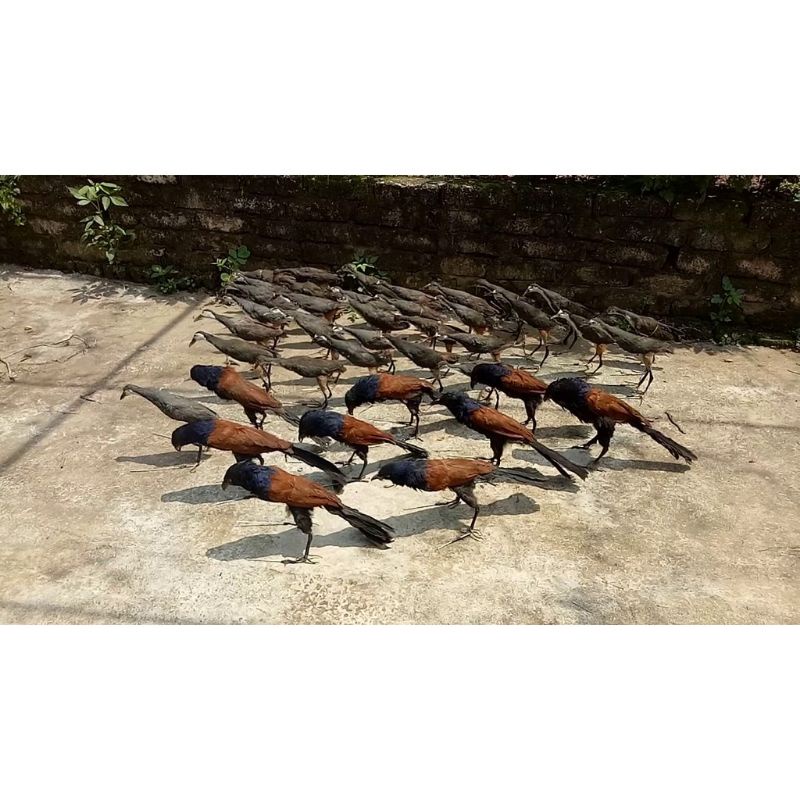 1 con bịp giả bơm keo 2021 hàng chất lượng, dùng để đánh chung với mẹt