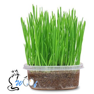 Hạt cỏ mèo