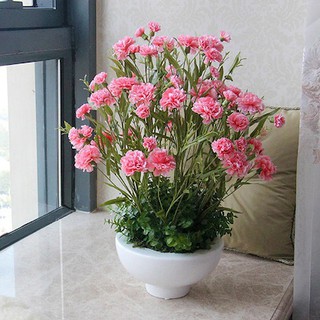 Hạt Giống Hoa Cẩm Chướng Kép