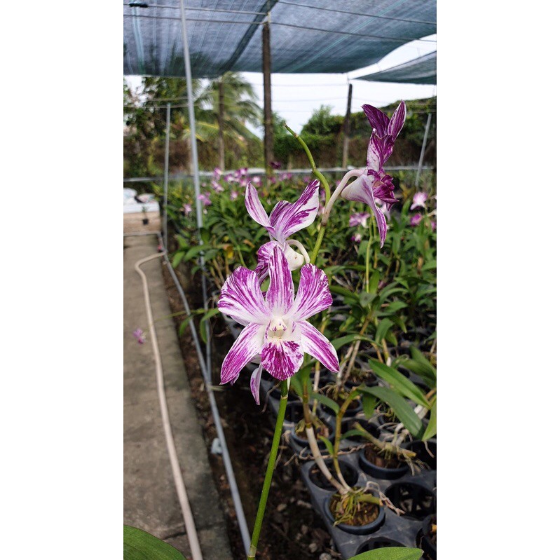 Hoa lan dendro chớp sao băng - bán kie