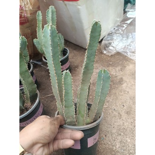 Xương rồng nhánh trắng