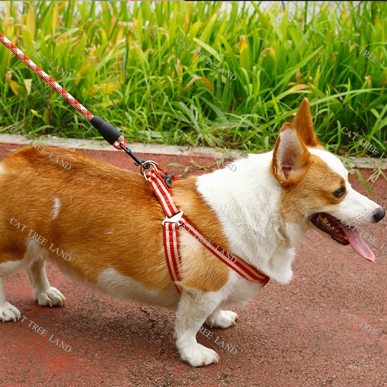 DÂY DẮT CHÓ MÈO KÈM ĐAI YẾM NGỰC - VÒNG CỔ MÈO CHÓ - DÂY XÍCH CHO THÚ CƯNG