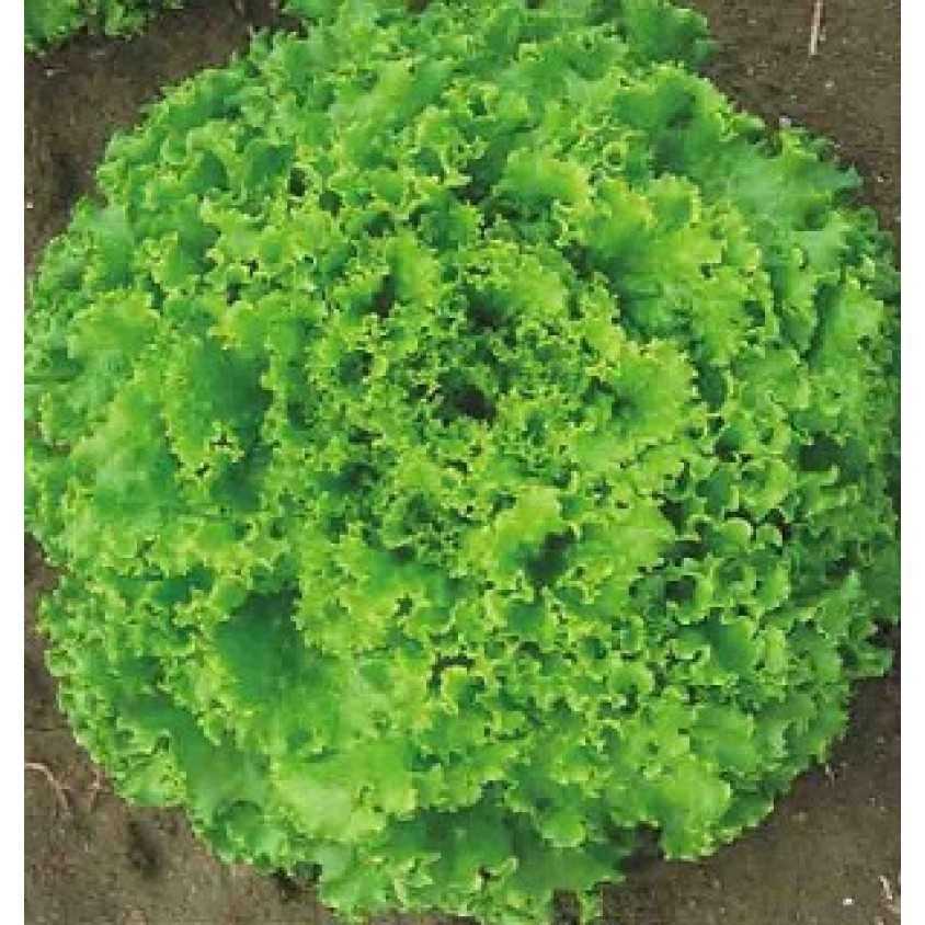 Hạt Giống Rau Xà Lách Xoăn Xanh Phú Nông 5gr