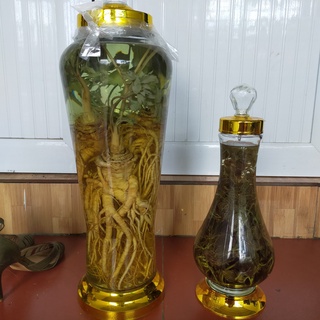 sâm Đương Quy tươi Lai Châu